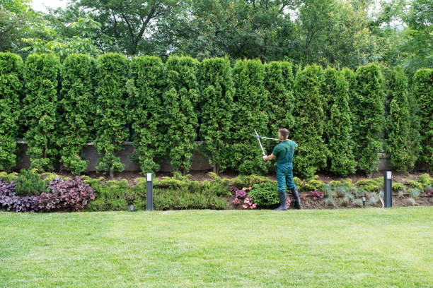 Best Arborist Consultation Services  in Mccoll, SC