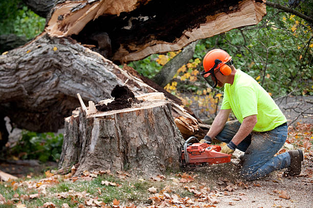 Best Tree Cabling and Bracing  in Mccoll, SC